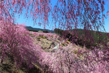 高見の郷　しだれ桜