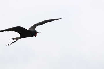 A magnificent frigate bird,Fregata magnificens, flying with his red keelsack visible