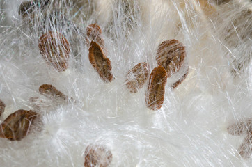 Nature Abstract: Elegant White Milkweed Fibers Presenting Their Seeds