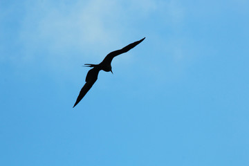 A silhoutte of a magnificent frigate bird,Fregata magnificens, flying against a blue sky