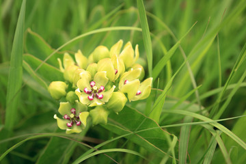 Cluster of Flowers