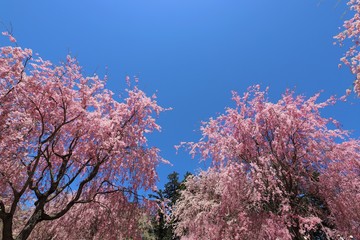 高見の郷　しだれ桜