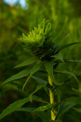 Fototapeta premium Summer vegetation