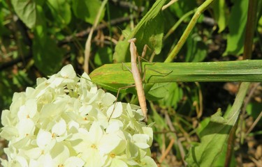 Brown mantis on hydrangea flowers in the garden
