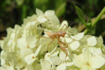 Brown mantis on hydrangea flowers