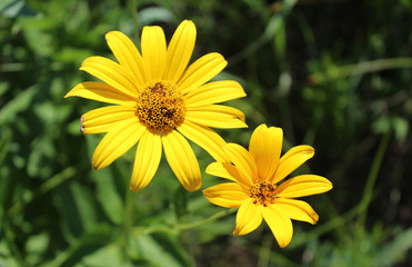 Woodland sunflower at Linne Woods restored prairie in Morton Grove, Illinois