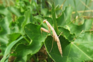 Naklejka premium Beautiful young yellow mantis on green leaves in the garden, closeup