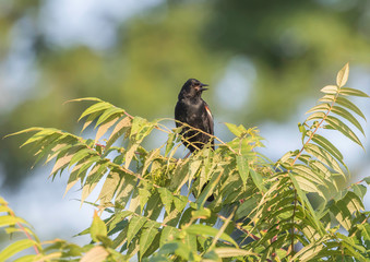 red wing black bird on a tree branch