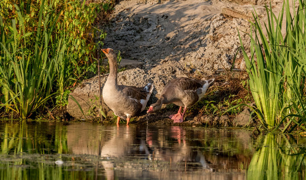 two domestic geese at water edge drinking from the lake