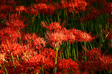Red spider lily, Cluster amaryllis