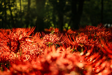 Red spider lily, Cluster amaryllis