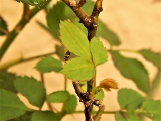 Photo of a plant taken in a garden at Brazil.
