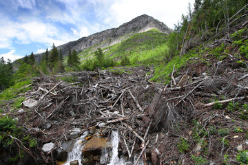 Dead trees and water falls in Glacier national park