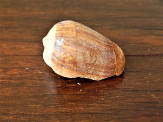 Photo of a shel taken in a Brazil house.