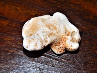 Photo of a shel taken in a Brazil house.