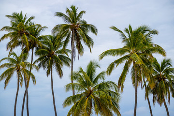 Coconut palm tree and leaf with sky background