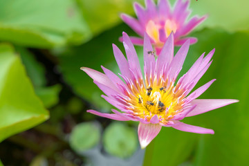 Bees are eating lotus pollen in the morning.