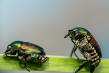 Closeup of a beetle on a plant in the garden