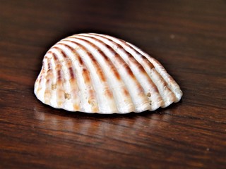 Photo of a shell in a Brazil house.