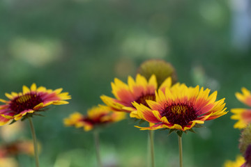 Beautiful flowers from my grandma's garden.