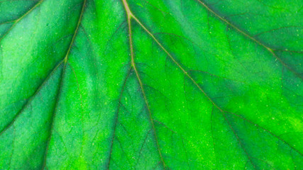 Close-up of salad leaves with yellow and red lines