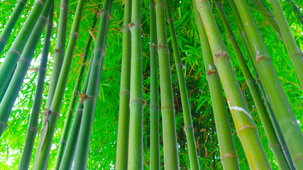 Landscape of bamboo trees in tropical rainforests Thailand