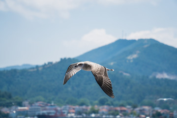 Naklejka na ściany i meble Seagulls around the ferry from south greece to Thassos island