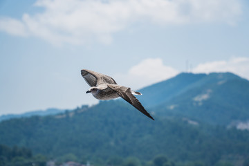 Obraz premium Seagulls around the ferry from south greece to Thassos island
