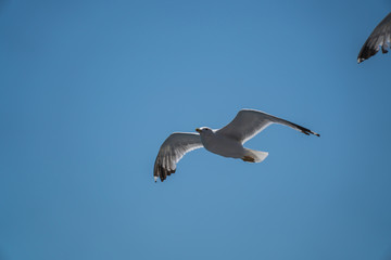 Obraz premium Seagulls around the ferry from south greece to Thassos island