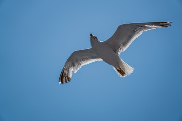 Seagulls around the ferry from south greece to Thassos island