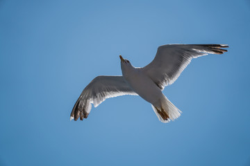 Seagulls around the ferry from south greece to Thassos island