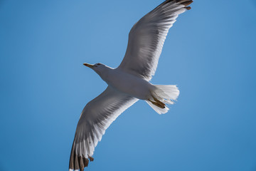 Seagulls around the ferry from south greece to Thassos island