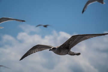 Seagulls around the ferry from south greece to Thassos island