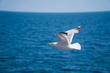 Fototapeta na wymiar Seagulls around the ferry from south greece to Thassos island