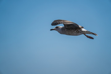 Seagulls around the ferry from south greece to Thassos island