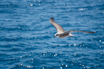 Seagulls around the ferry from south greece to Thassos island