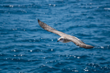 Obraz premium Seagulls around the ferry from south greece to Thassos island