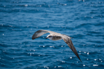Seagulls around the ferry from south greece to Thassos island