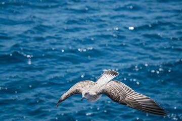 Seagulls around the ferry from south greece to Thassos island