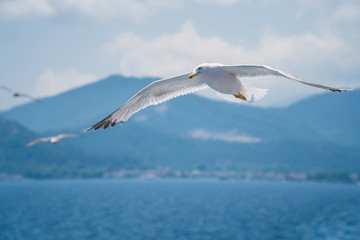 Seagulls around the ferry from south greece to Thassos island