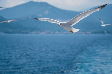 Fototapeta na wymiar Seagulls around the ferry from south greece to Thassos island