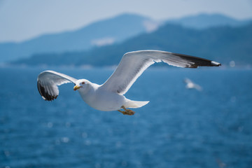 Seagulls around the ferry from south greece to Thassos island