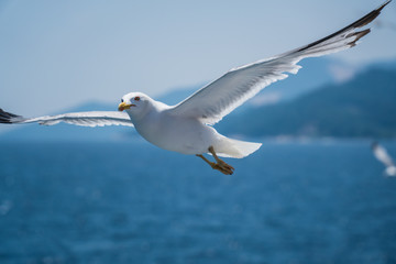 Seagulls around the ferry from south greece to Thassos island