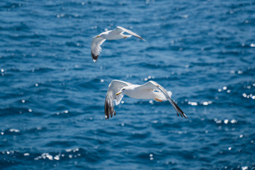 Seagulls around the ferry from south greece to Thassos island