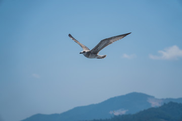 Seagulls around the ferry from south greece to Thassos island