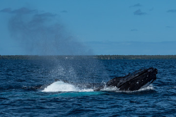 Fototapeta premium Humpback Whales Breathing at the surface of Tonga in a Heat Run