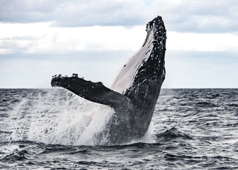 Obraz premium Humpback Whales breaching at the surface of Tonga in a Heat Run