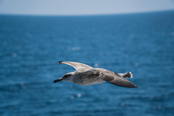 Seagulls around the ferry from south greece to Thassos island