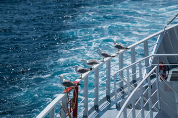 Seagulls around the ferry from south greece to Thassos island