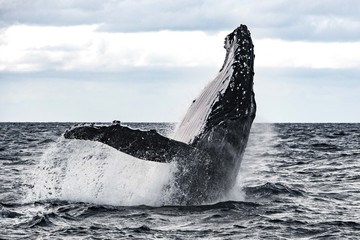Fototapeta premium Humpback Whales breaching at the surface of Tonga in a Heat Run